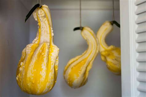 How to Harvest and Dry Ornamental Gourds