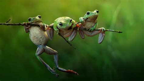 Download Frog Animal Tree Frog HD Wallpaper