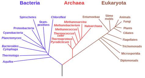 Dominio (biología) - Domain (biology) - xcv.wiki