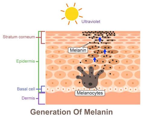 Skin Cell - The Definitive Guide | Biology Dictionary