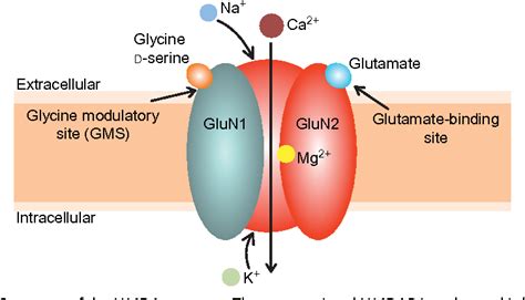 Figure 1 from The NMDA Receptor and Schizophrenia: From Pathophysiology to Treatment. | Semantic ...