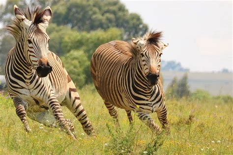 The World of Zebras. Explore the Charm of Africa's Striped Creatures.