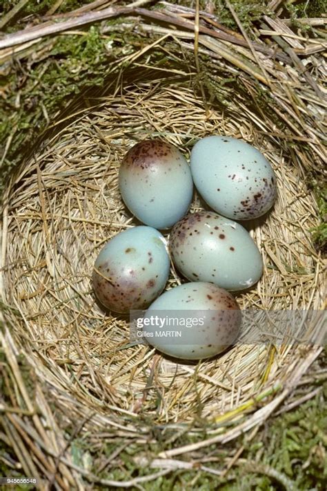 Mistle thrush nest with eggs . News Photo - Getty Images