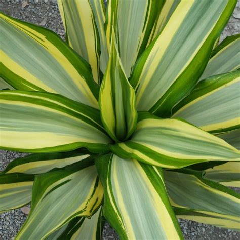 Furcraea foetida 'Mediopicta' - Striped False Agave - Mid Valley Trees