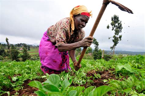 Agroecology key to food security in developing countries | UCT News