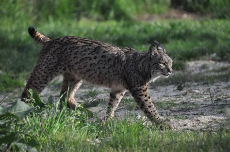 Photo Month feature: The elusive Iberian lynx - Species360