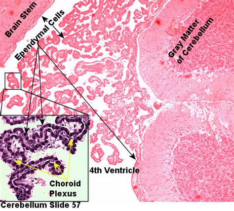 Ependymal cell and the choroid plexus histology