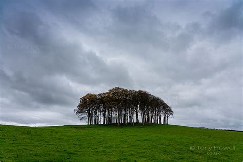 Nearly-There-Trees-near-Cornwall-AR1120