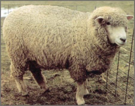 Corriedale | Sheep breeds, Corriedale, Sheep