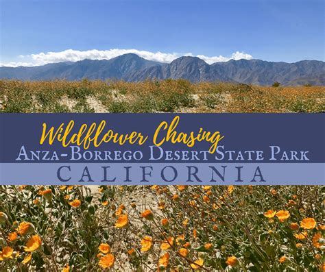 Wildflower Chasing at Anza-Borrego Desert State Park California