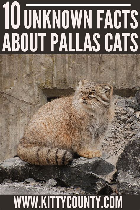 Pallas cats top 10 pallas s cat facts that will leave you amazed – Artofit