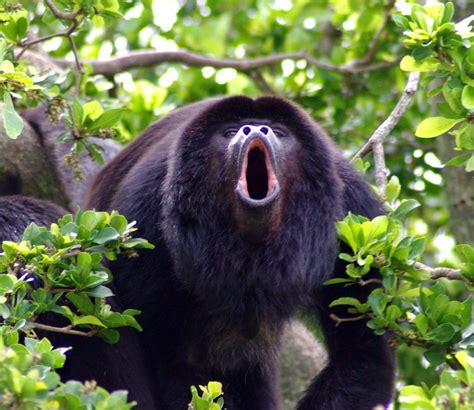 Howling Howler Monkeys: Unique Looks And Wilderness – Animal Encyclopedia