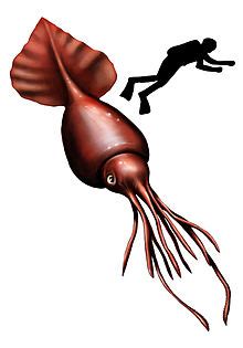 Colossal squid - Wikipedia, the free encyclopedia