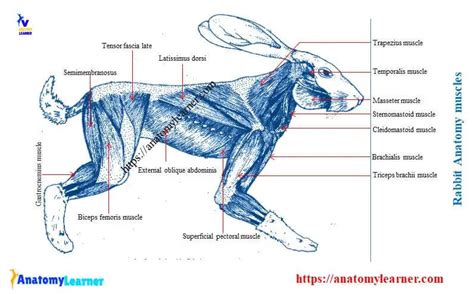 Rabbit Anatomy - Skeleton, Muscles and Internal Organs » AnatomyLearner >> Veterinary Anatomy ...