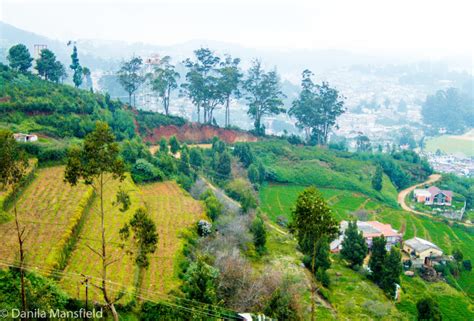 Ooty: tea garden | NotDunRoamin - travel blog