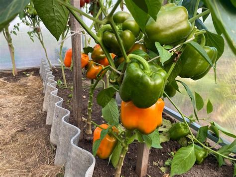 Premium Photo | Growing peppers in a greenhouse