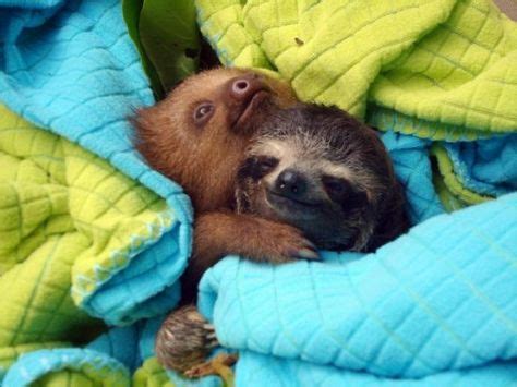 Baby Sloths Hugging | Adorable Animals | Cute animals, Cute sloth, Cute creatures