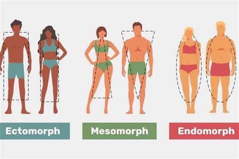 Constitution Of Human Body Man Body Types Endomorph Ectomorph And Mesomorph Athletic Young Men ...