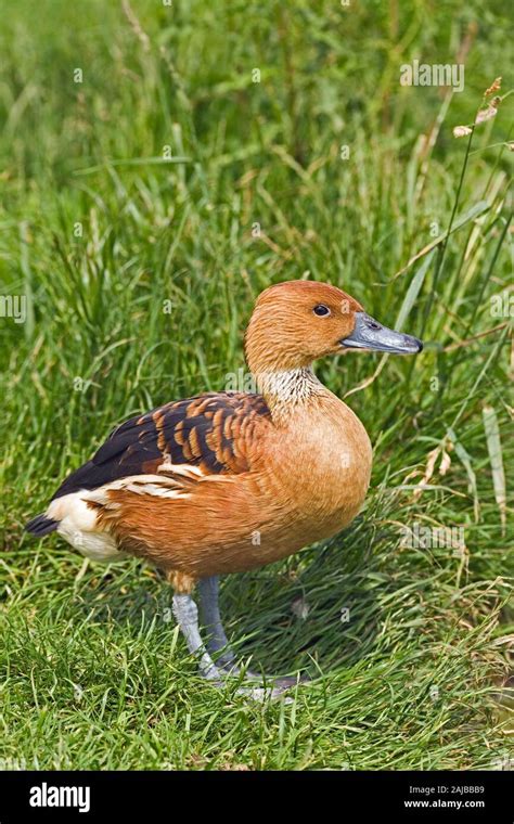 FULVOUS WHISTLING DUCK (Dendrocygna bicolor). Distribution includes ...