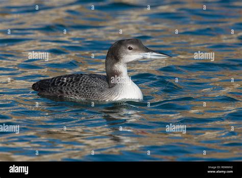 Great Northern Diver, Gavia immer, in first winter plumage Stock Photo - Alamy