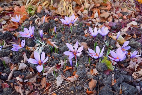 Growing Saffron Crocus - Crocus Sativus - Shawna Coronado