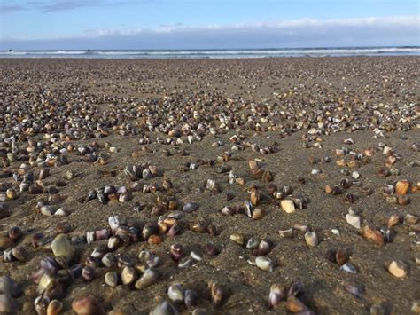 Strange sight: Thousands of tiny clams cover the coast after erosion in Newport Beach – Orange ...