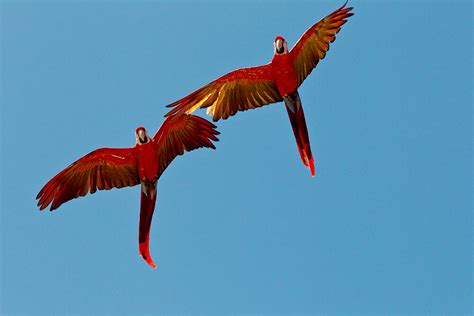 Macaw | San Diego Zoo Animals & Plants