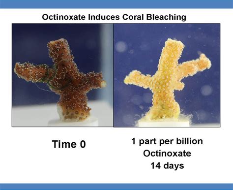 Octinoxate – Haereticus