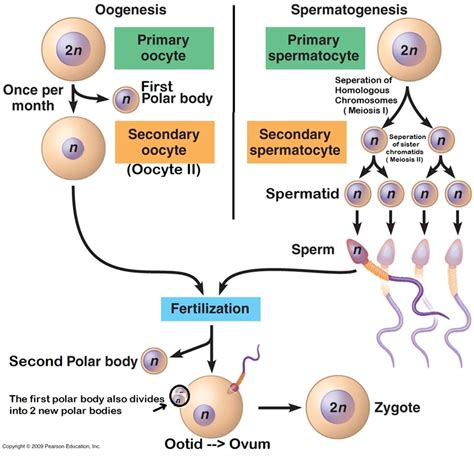 Sexual Reproduction - Cell Division