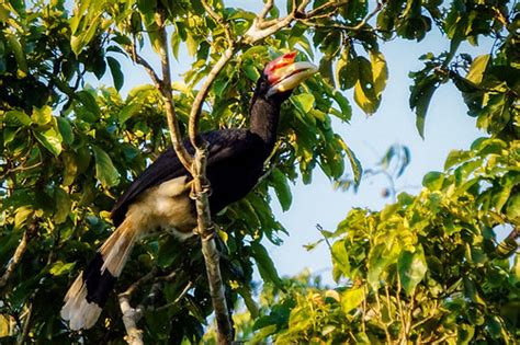 Rhinoceros Hornbill (male) | Rhinoceros Hornbill (male) Cons… | Flickr