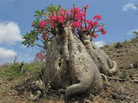 Looking like miniture Baobab trees, the Desert Rose is a gorgeous dwarf ...