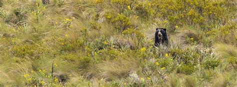 Peru: Rewilding of Spectacled Bear habitat | ICFC