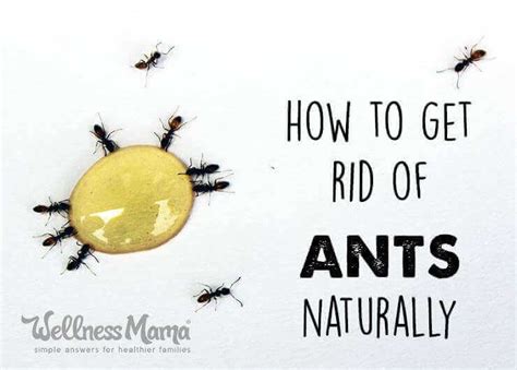 How to Get Rid of Ants Naturally | Wellness Mama