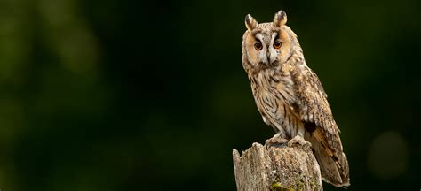 British Owls - Natures Images