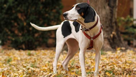 Treeing Walker Coonhound - All About Dogs