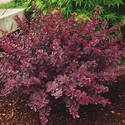 Plant | Barberry, Royal Burgundy | Garden shrubs, Plants, Landscaping ...