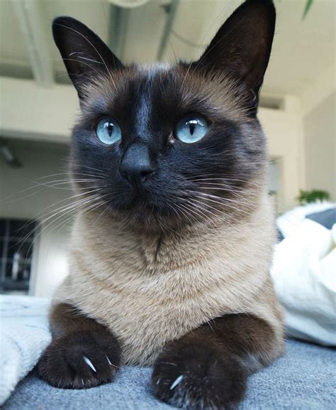 Chocolate Brown Siamese Cat (@cola_thecat) • Instagram photos and videos | Cats, Cats and ...