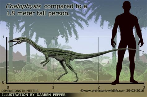 Coelophysis size by Frylock921 on DeviantArt