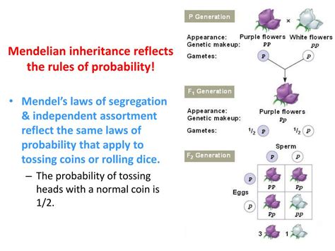 PPT - Mendelian Genetics PowerPoint Presentation, free download - ID:1697918