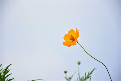 Yellow cosmos flower 26161534 Stock Photo at Vecteezy