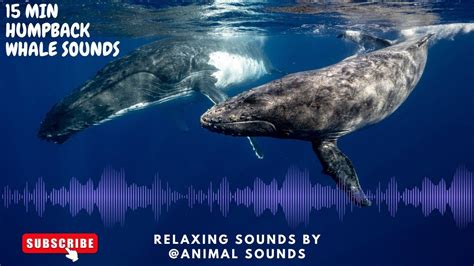 Relaxing HUMPBACK WHALE UNDERWATER SOUND!15 MIN whale sounds to relax !#whale #humpbackwhales ...