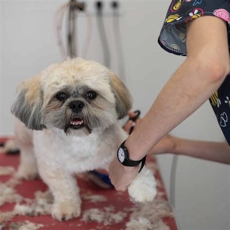 5 Tips On How to Groom A Long Haired Dog