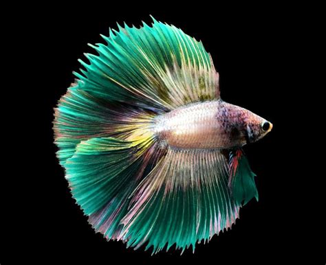 Green Betta Fish: A Rare Shade Of The Basic Breed