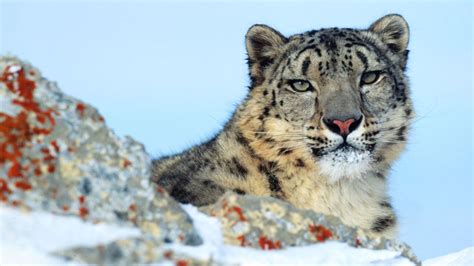 Top Places for Snow Leopard Sighting in India: Tour My India