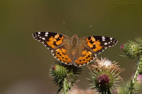 Vanessa cardui - Butterflies of Croatia