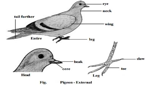 Pigeon : External features