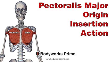 Pectoralis Major Anatomy: Origin, Insertion & Action - YouTube