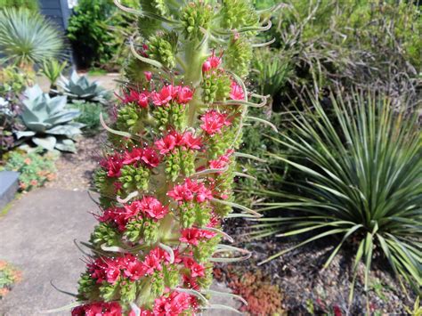 danger garden: Growing Echium wildpretii in my Portland garden