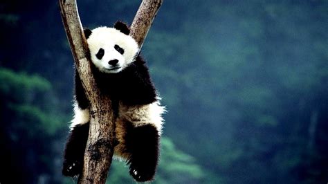 Why Is Panda Endangered - Danger Choices