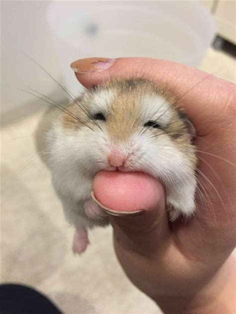 🤭🤭💜😍 | Cute hamsters, Cute funny animals, Cute baby animals